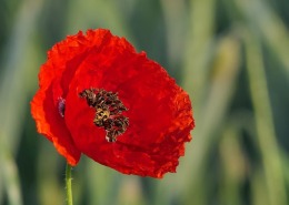 Red Poppy Flower